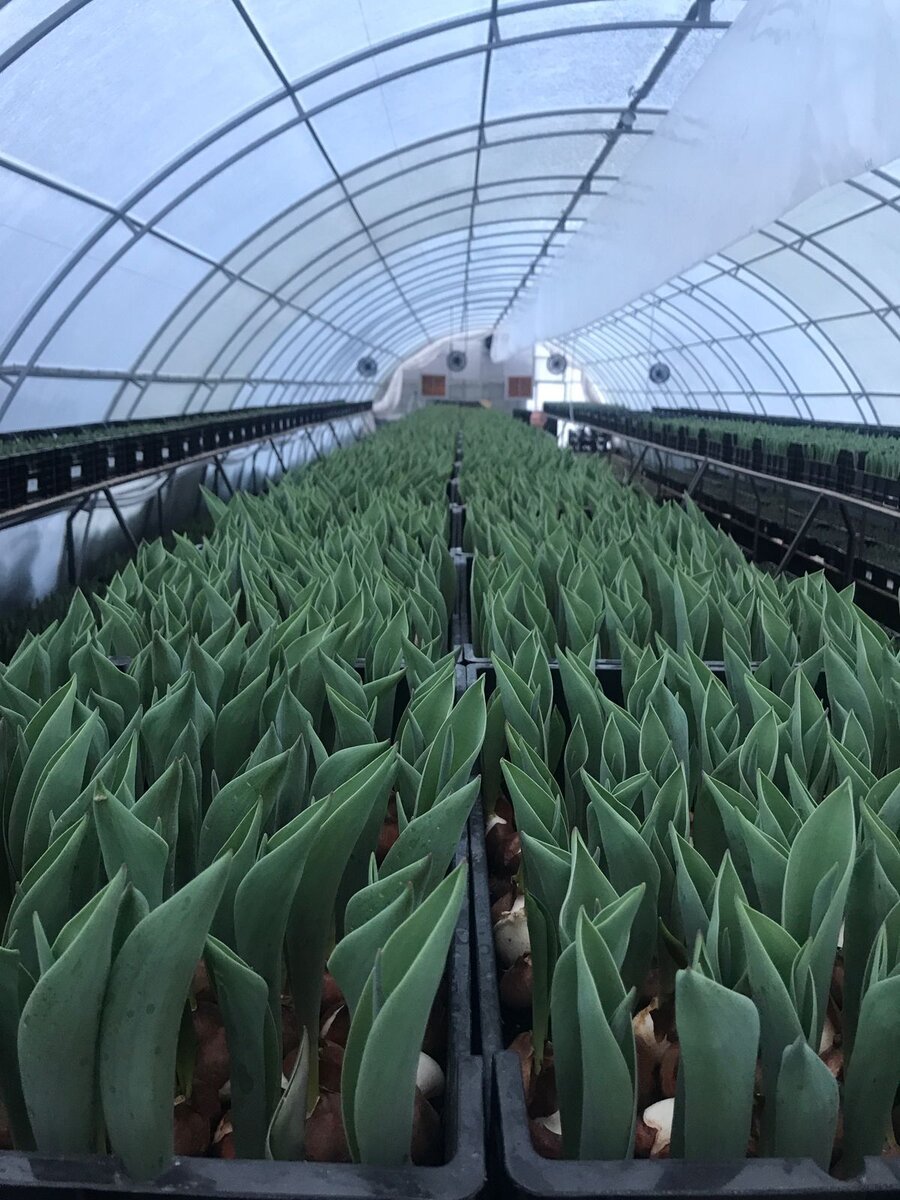 Луковицы прорастают в теплице