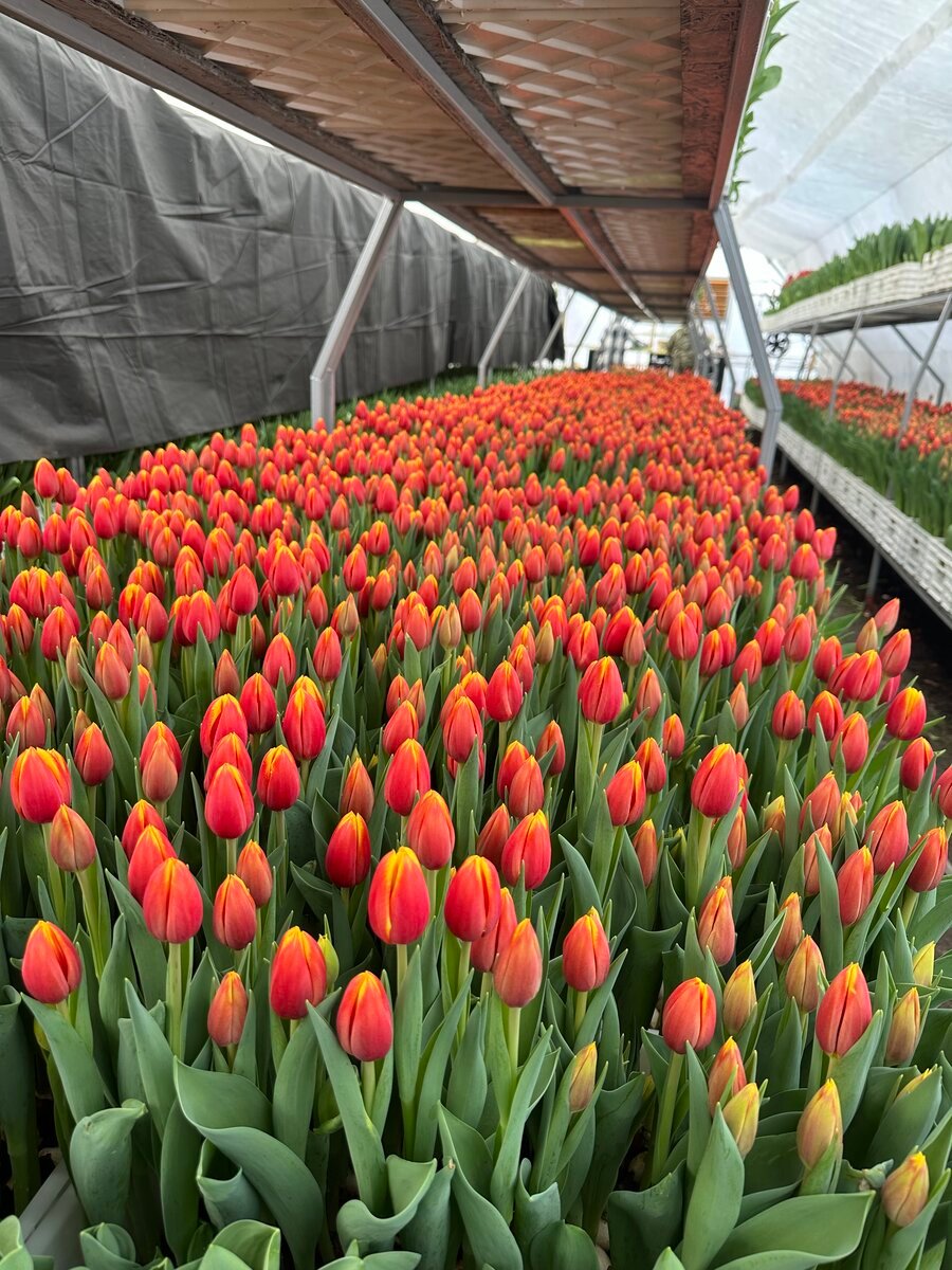 Теплица с тюльпанами