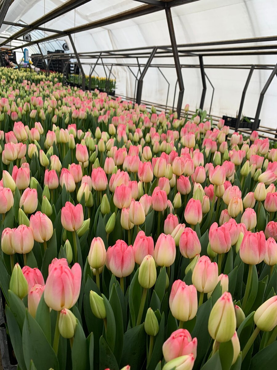 Розовые тюльпаны