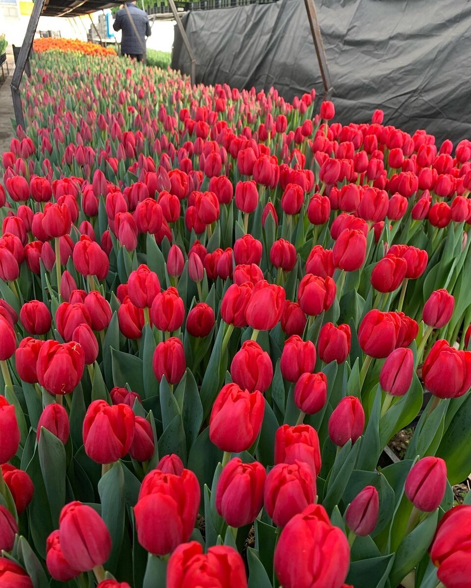 Красные тюльпаны