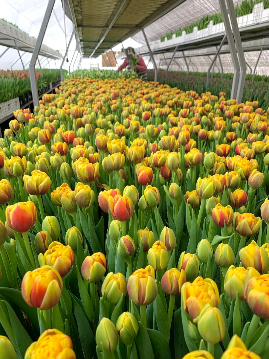 Жёлто-оранжевые тюльпаны с работником