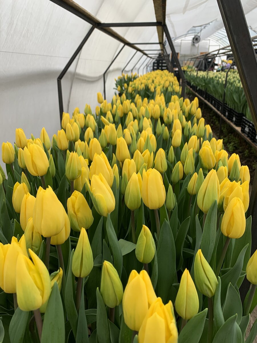 Жёлтые тюльпаны